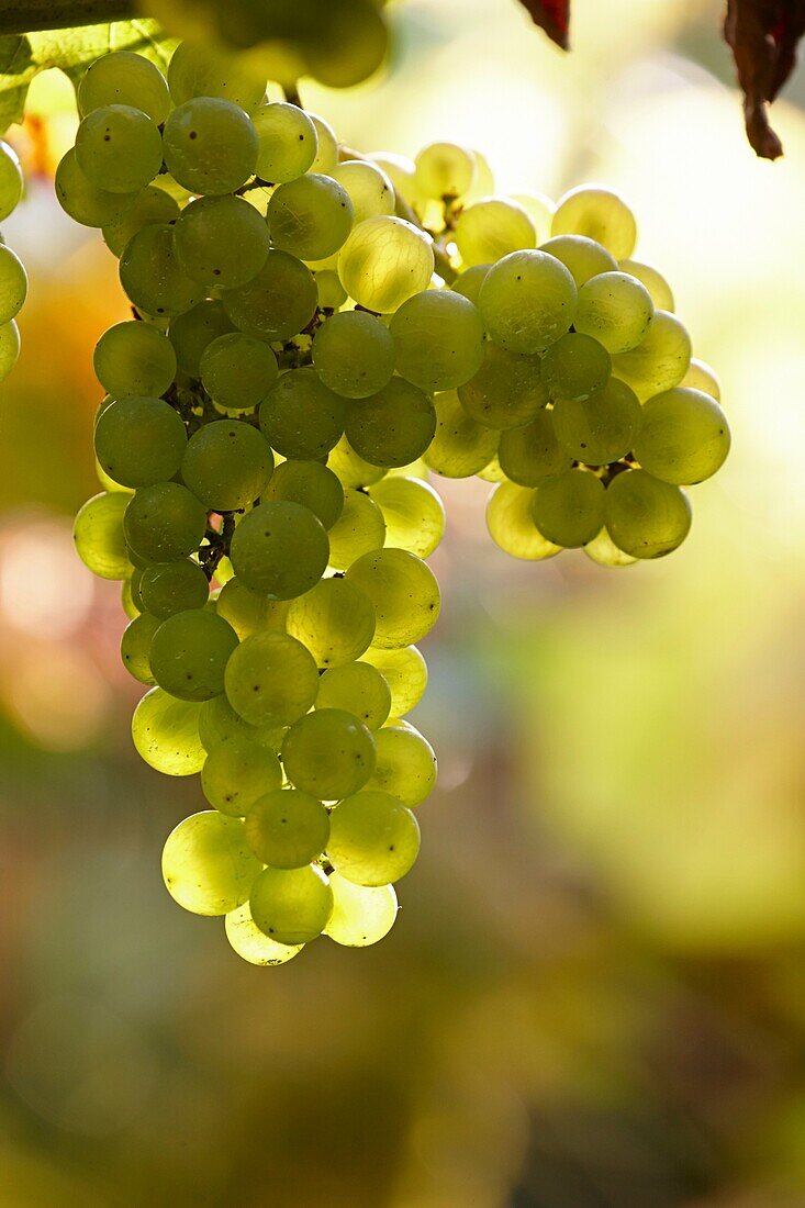 Spain, Guipuzcoa, Getaria, Bunch of grapes for txacoli wine production