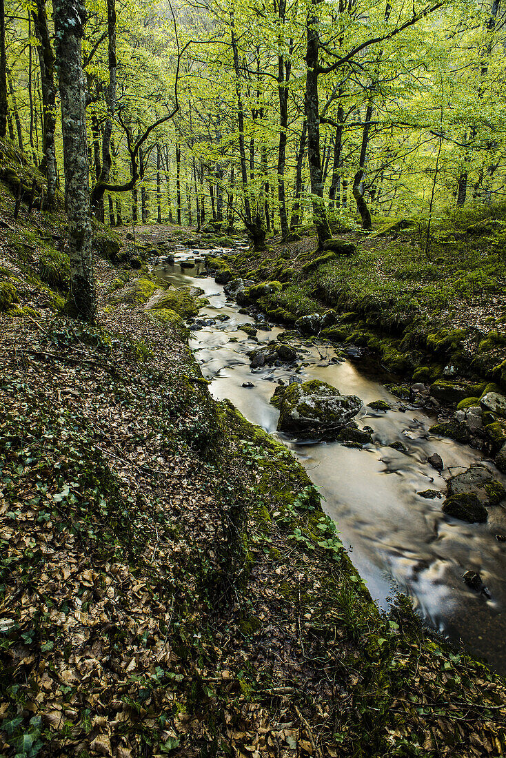 Arce Valley forest, Navarre, Spain.