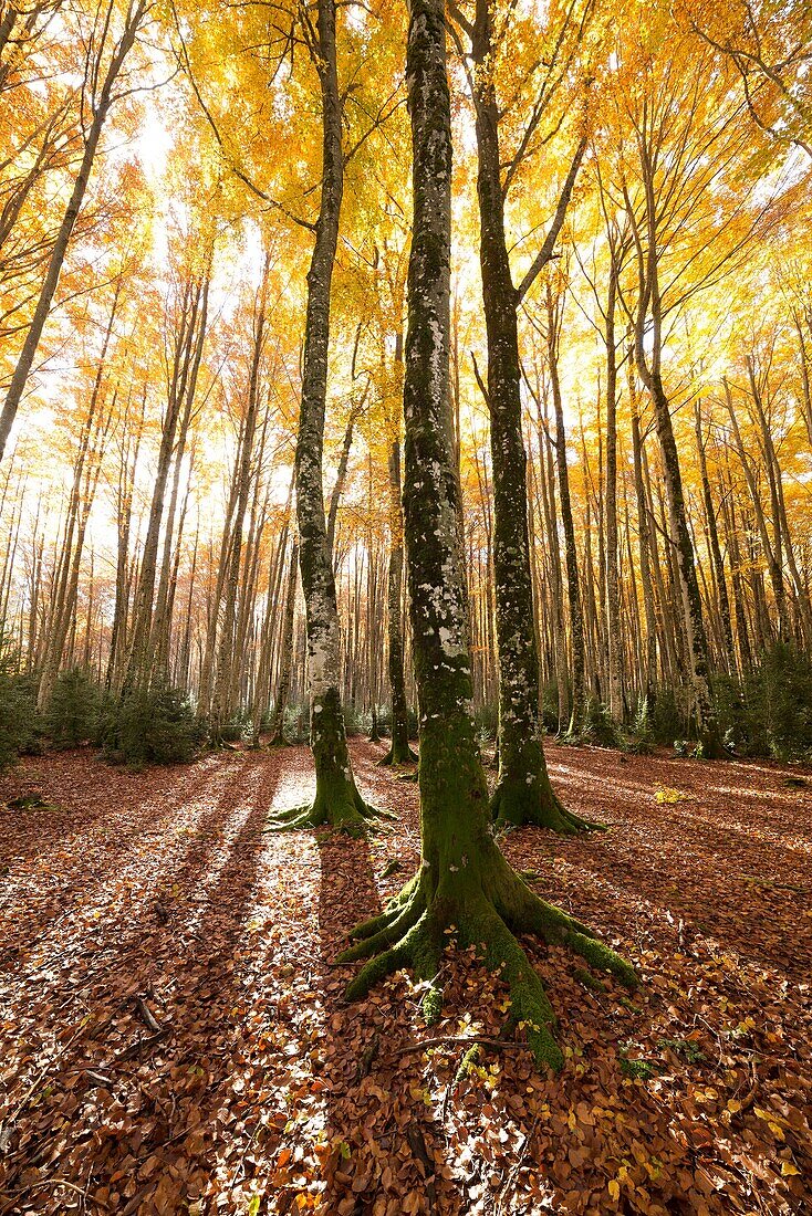Larra Belagua forest at Roncal Valley, Navarre Pyrenees, Spain.