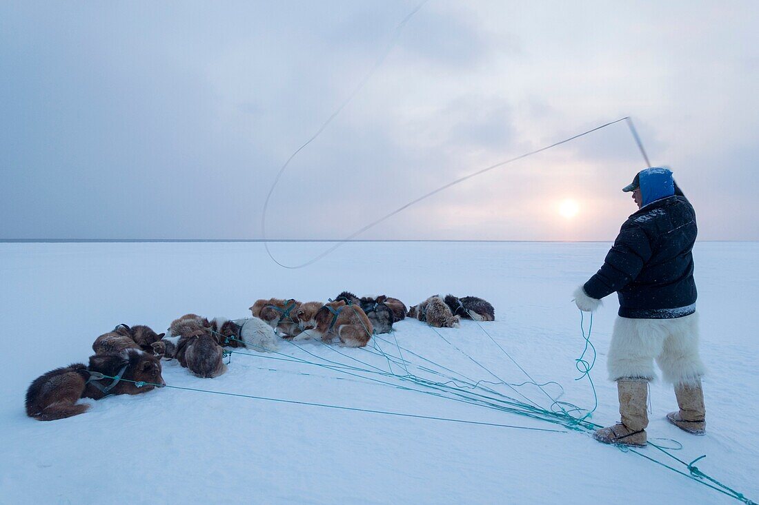 Avigiaq Petersen, Inuit hunter controlling his dog team with a whip made from seal intestine on the sea ice.