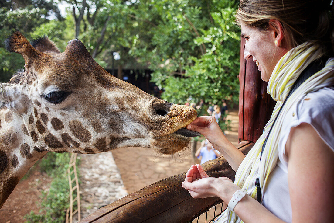 woman gives food to a giraffe. Langata Giraffe Centre, Giraffa camelopardalis ssp. rothschildi, Nairobi, Kenya.