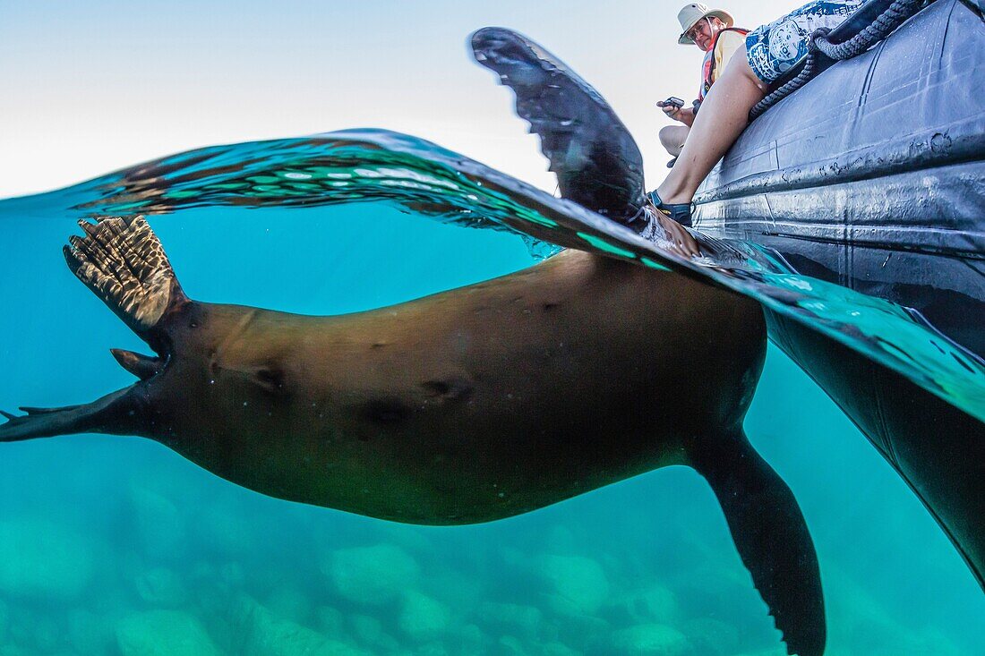 Curious young California sea lion, Zalophus californianus, approaches the Zodiac at Los Islotes, Baja California Sur, Mexico.