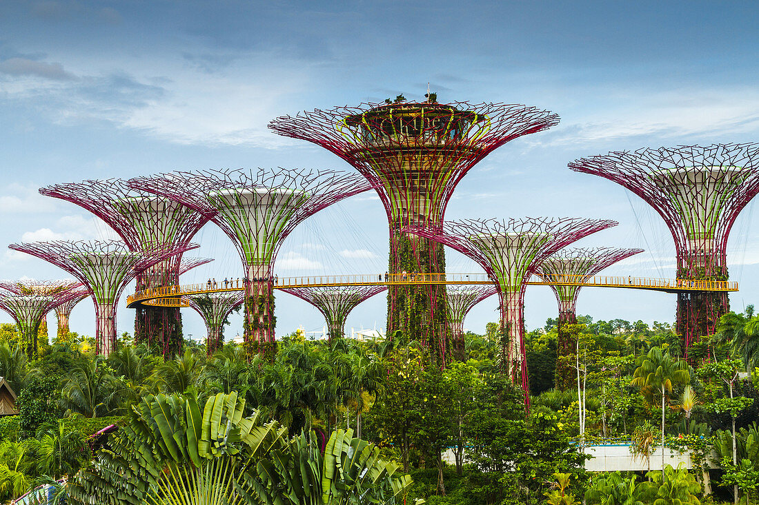 The Supertree Grove. Gardens by the Bay. Singapore, Asia.