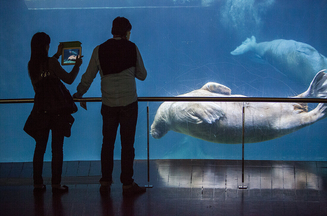 walrus (Odobenus rosmarus) in the arctic house in Oceanografic by Félix Candela, City of Arts and Sciences by S. Calatrava. Valencia. Spain.