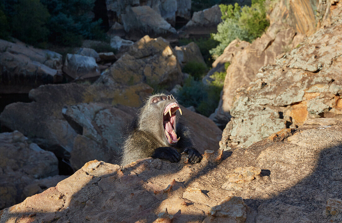 Bärenpavian im Blyde River Canyon, Südafrika