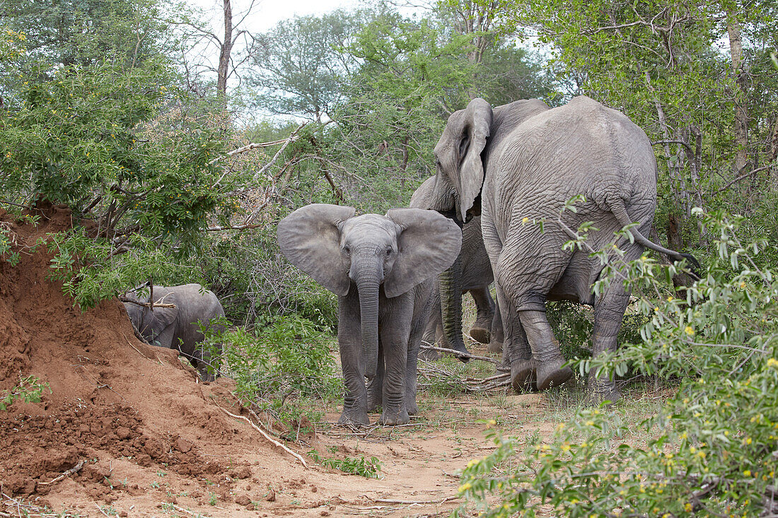 Elefantenjunges im Krüger Nationalpark, Südafrika, Afrika