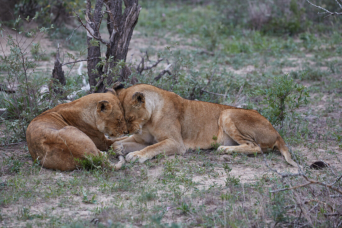 Lions caressing each other in Krueger National park, South Africa, Africa