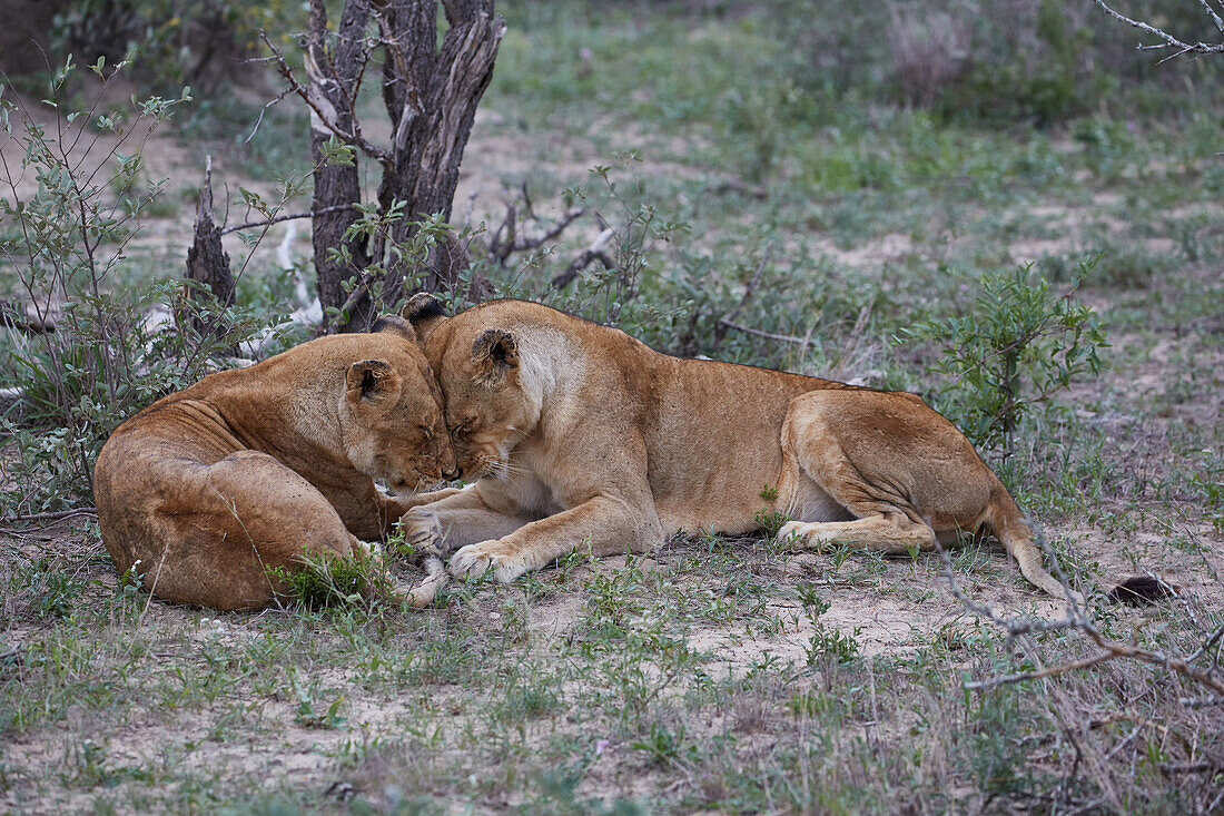 Schmusende Löwen im Krüger Nationalpark, Südafrika, Afrika