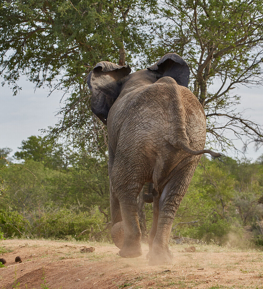 Fliehender Elefantenbulle im Krüger Nationalpark, Südafrika, Afrika