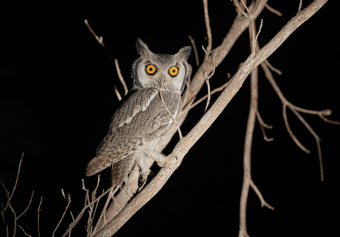 Scops owl on a branch in Krueger National park, South Africa, Africa