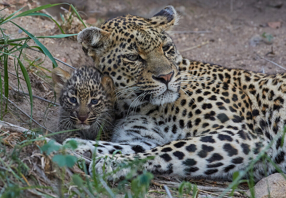 Leopard mit Junges im Krüger Nationalpark, Südafrika, Afrika