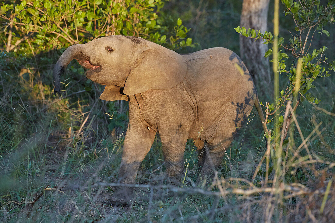 Elefantenjunges im Krüger Nationalpark, Südafrika, Afrika