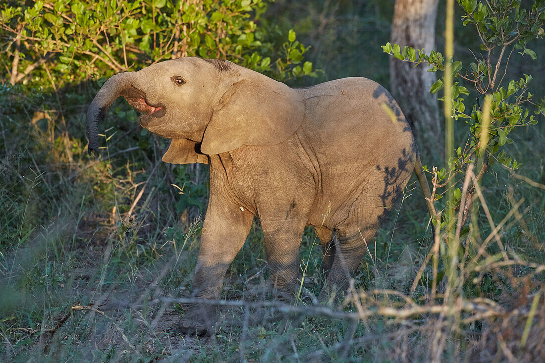 Young elephant in Krueger National park, South Africa, Africa