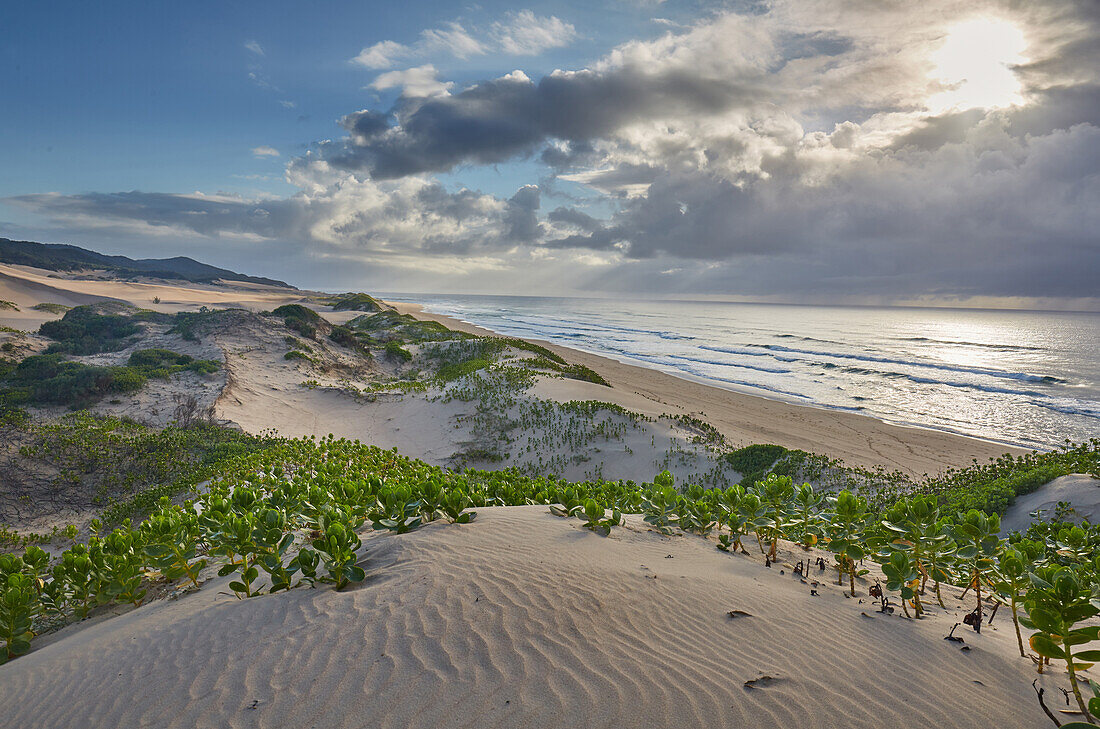 Mit Sukkulenten bewachsende Dünen am Indischen Ozean im iSimangaliso-Wetland Park, Südafrika, Afrika