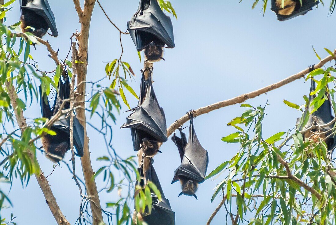 Fruit bats sleep in a gumtree during the day.Cairns, Australia