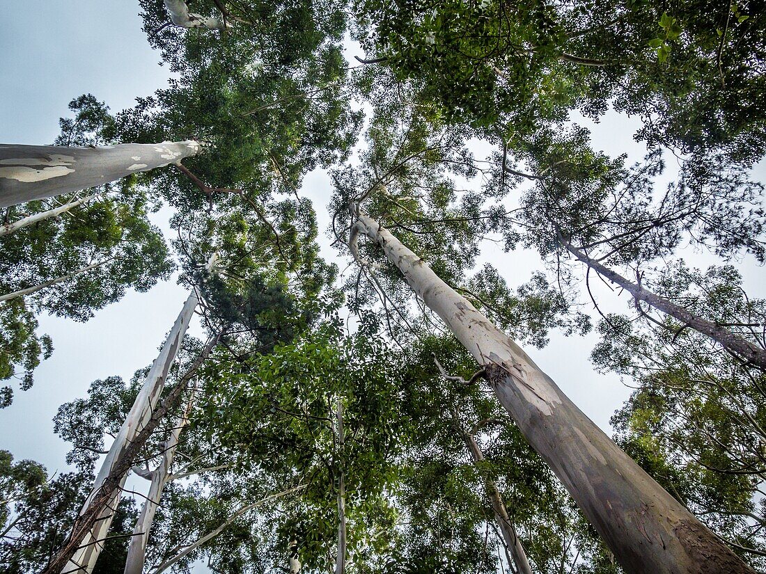 Looking up at the tree tops on a forest of gum trees. Cape Town, South Africa