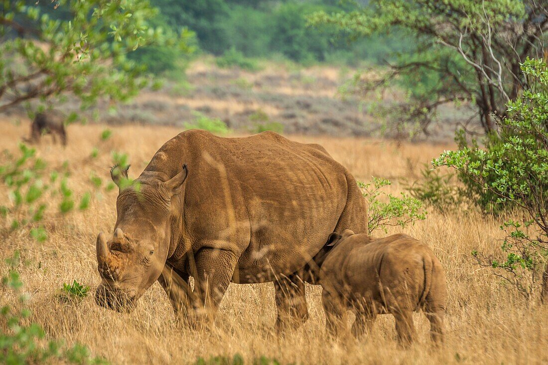 A female white rhino stands still in the veld as her calf takes some milk Rhinoceros abbreviated as rhino, is a group of five extant species of odd-toed ungulates in the family Rhinocerotidae Two of these species are native to Africa and three to Southern