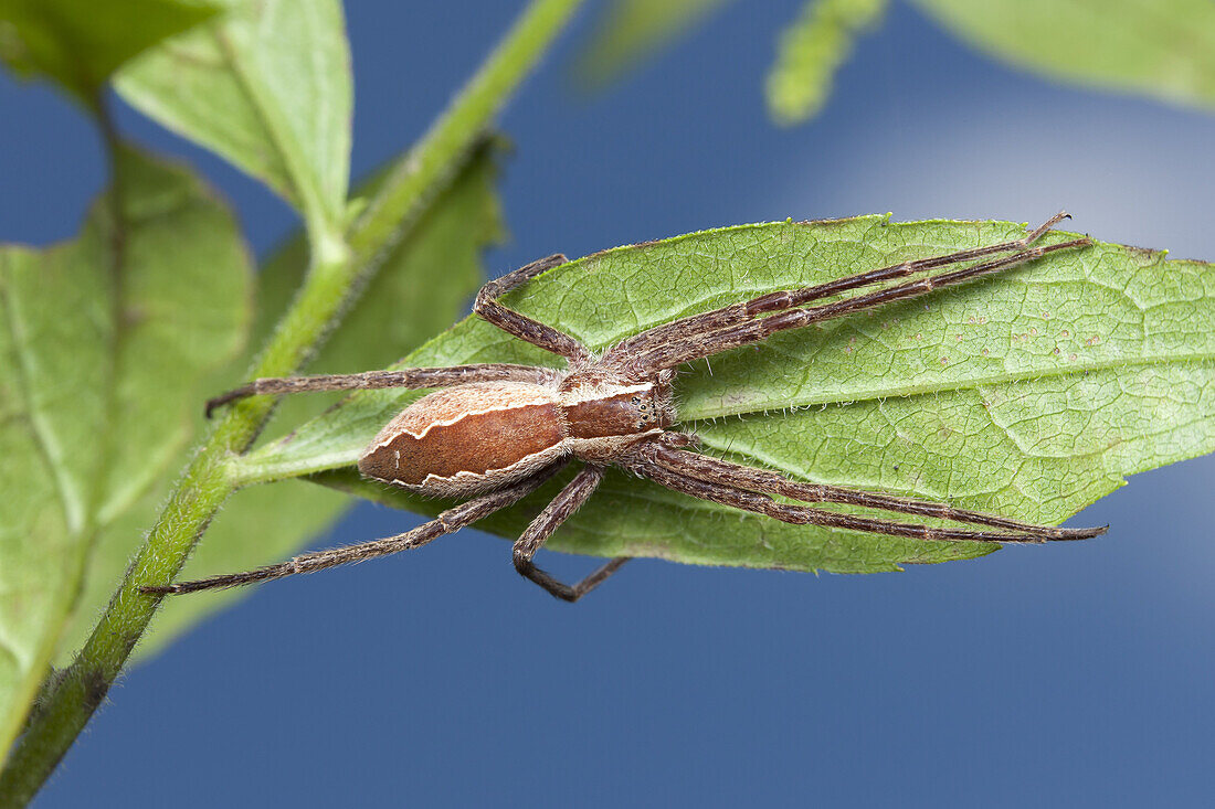 A Nursery Web Spider (Pisaurina mira) clings to the underside of a leaf, Great Smoky Mountains National Park.