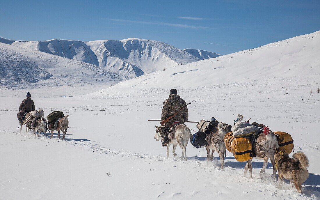 Tsataan ride reindeer towards the Hunkher mountains, spring reindeer round-up, northern Mongolia.