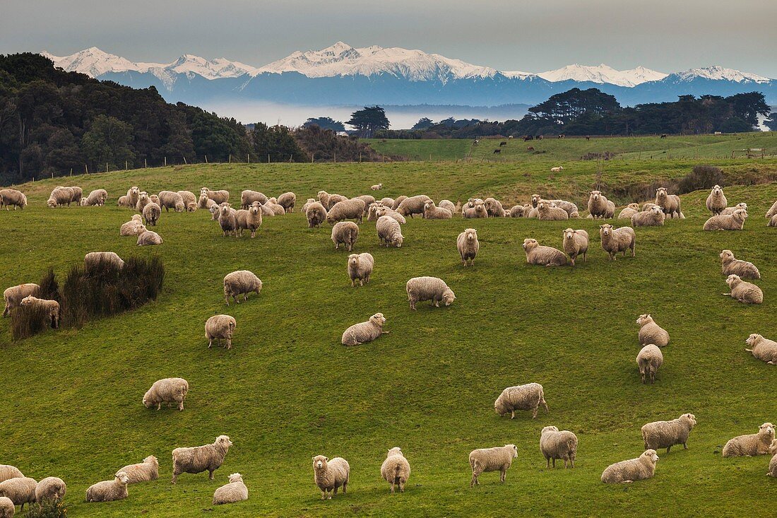 Sheep grazing near Tuatapere, Southland, New Zealand.