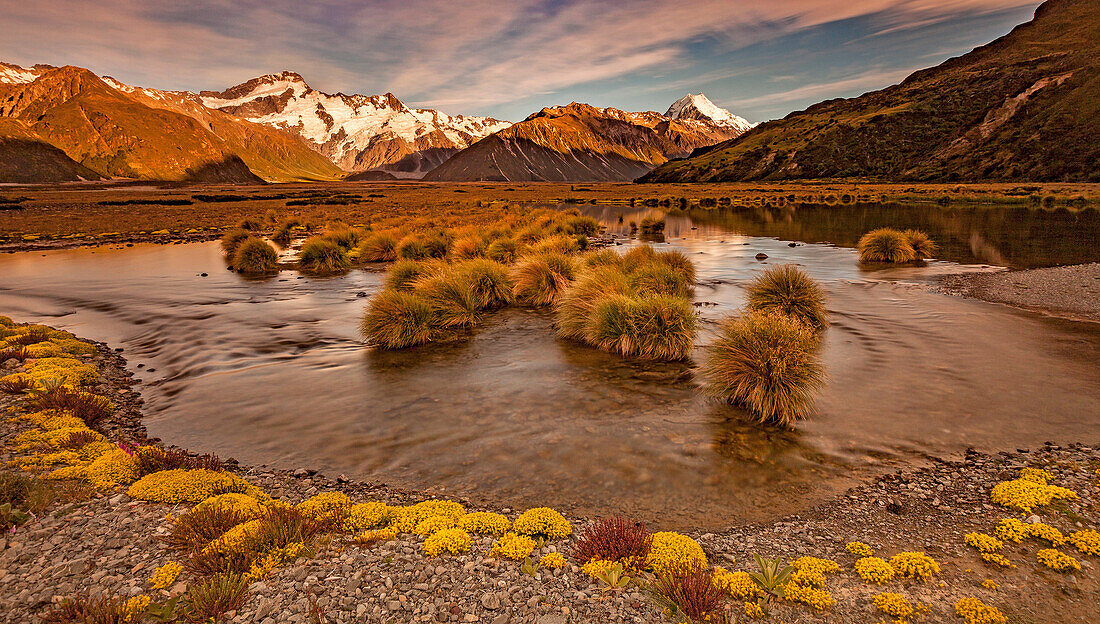 Myosotis species, ( mouse ears) cushion plant & tussock grass, dusk in Tasman river valley with Mt Sefton (left) & Aoraki / Mount Cook, Aoraki / Mount Cook National Park.