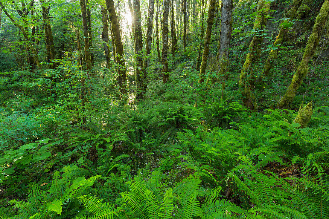 Ruckel Creek, Columbia River Gorge, Oregon, USA