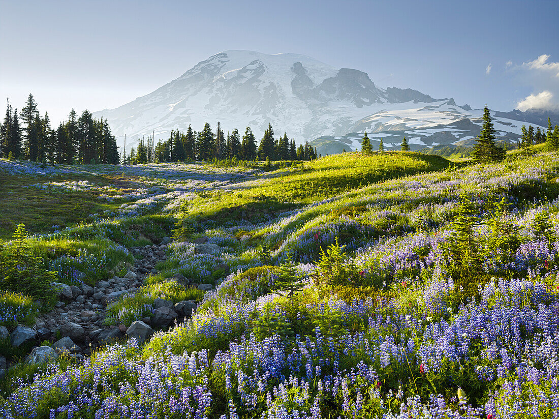 Vulkan Mt. Rainier von Mazama Ridge, Mt. Rainier National Park, Washington, USA