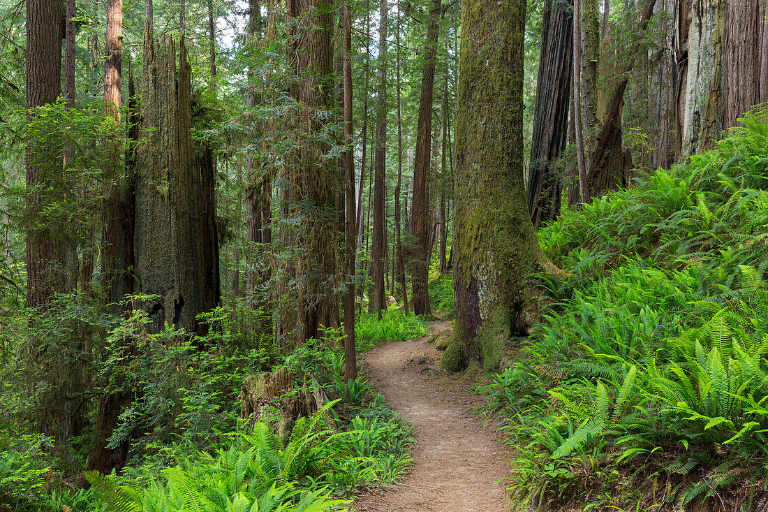 Prairie Creek Redwoods State Park, Kalifornien, USA