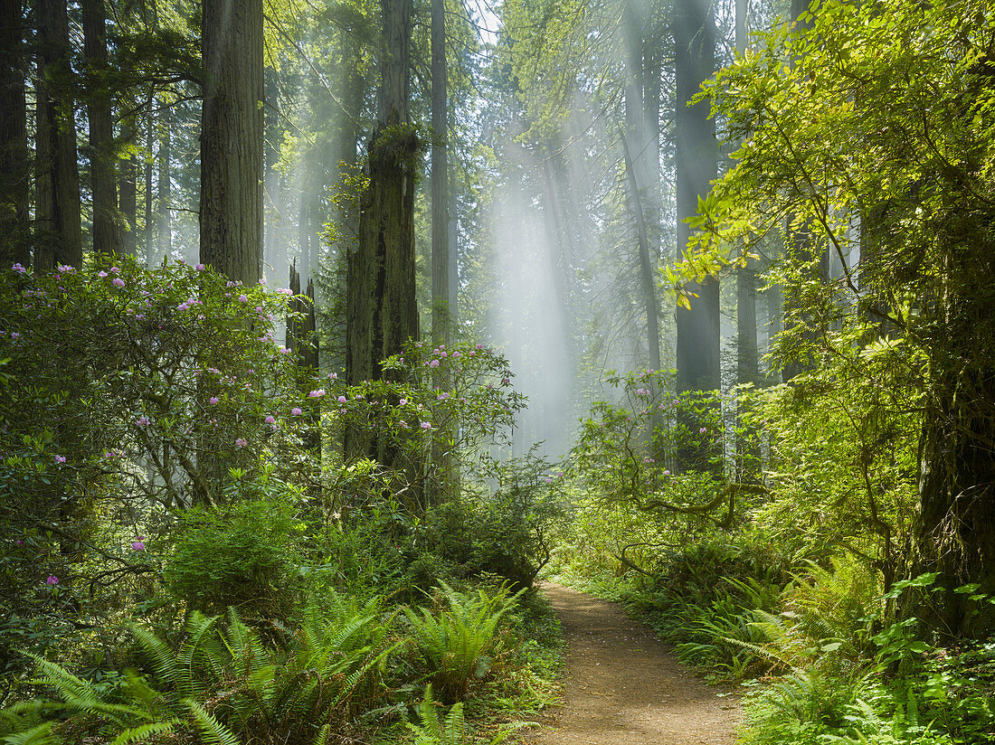 Nebel, Redwoods, Rhododendron, Del Norte Coast Redwoods State Park, Damnation Creek, Kalifornien, USA