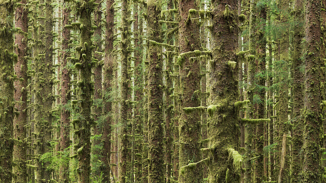 Moos auf Fichten im Hoh Rainforest, Olympic National Park, Washington, USA