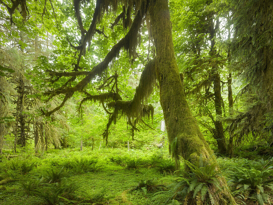 Hall of Mosses, Hoh Rainforest, Olympic National Park, Washington, USA