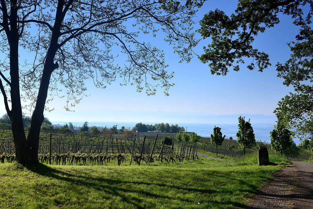 In the wine fields nearMeersburg at Lake Constance, Baden-Wurttemberg, Germany