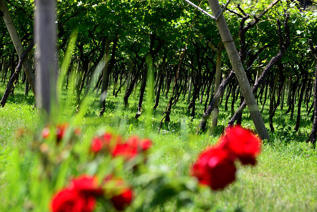 Weinbau bei Mor über Rovereto, Trentino, Italien