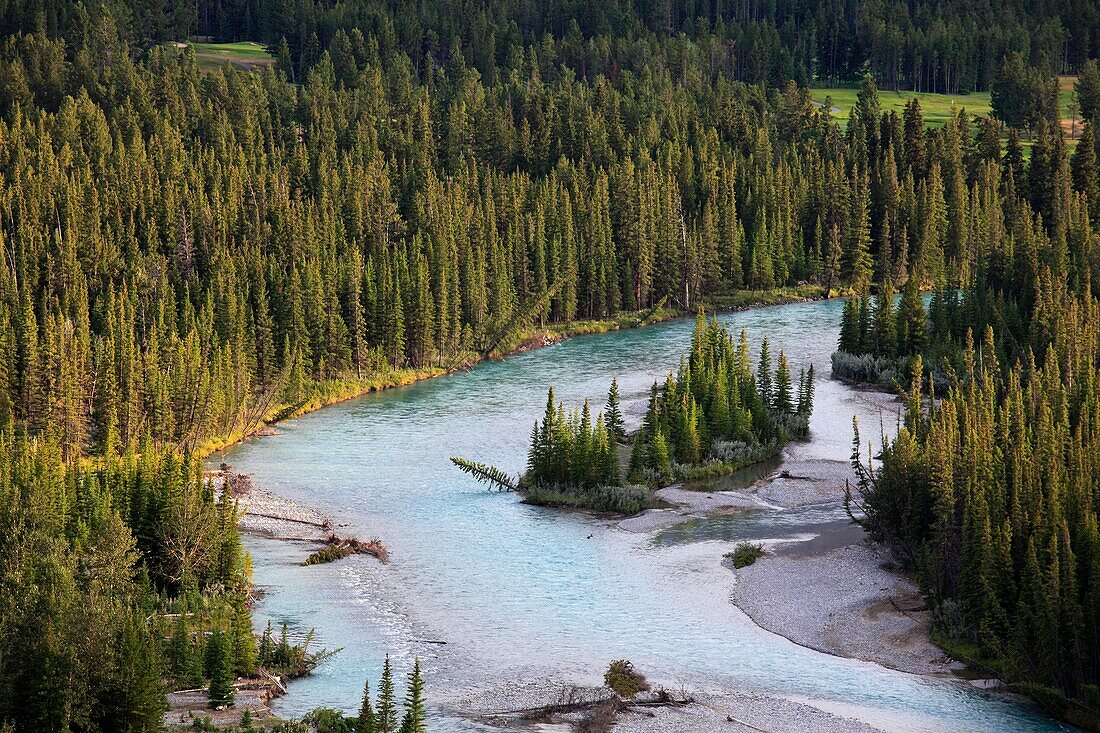 Canada, Alberta, Banff National Park, Bow River, pine forest,.