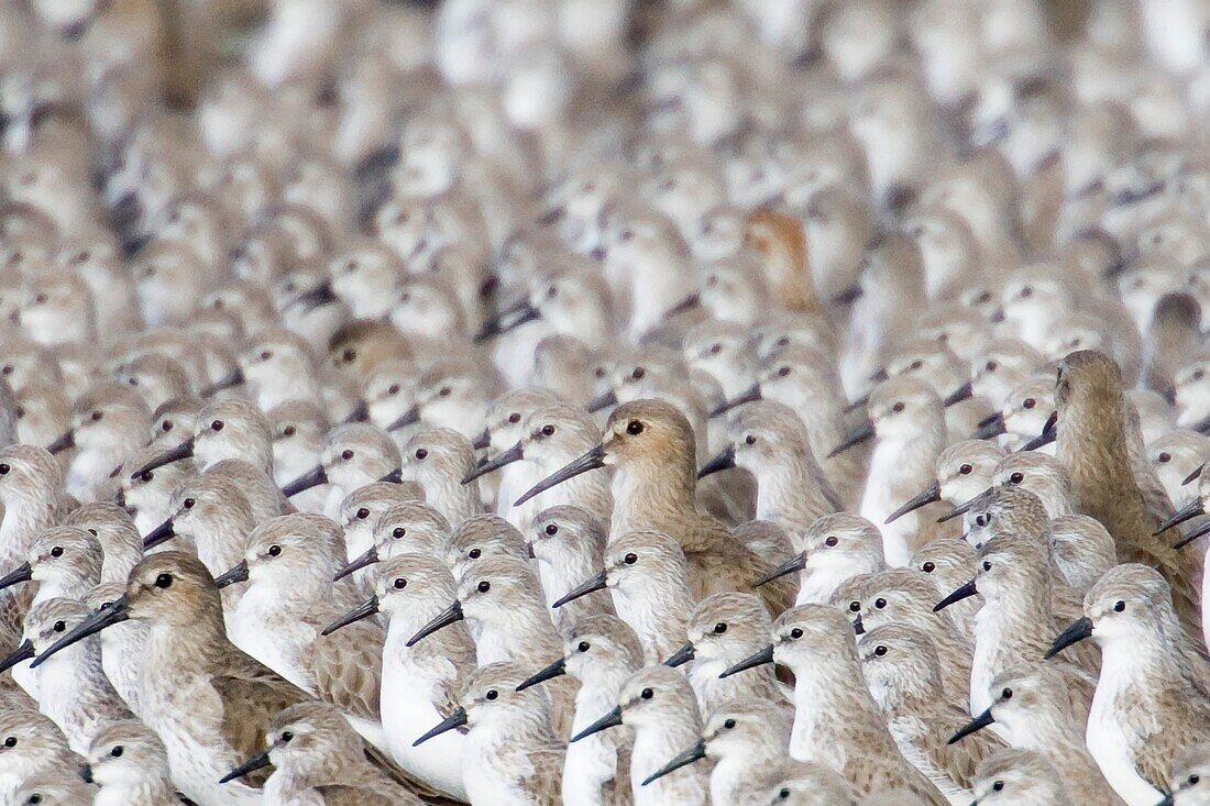 Flock of Western Sandpipers huddled togetherwith a few Willets. USA.