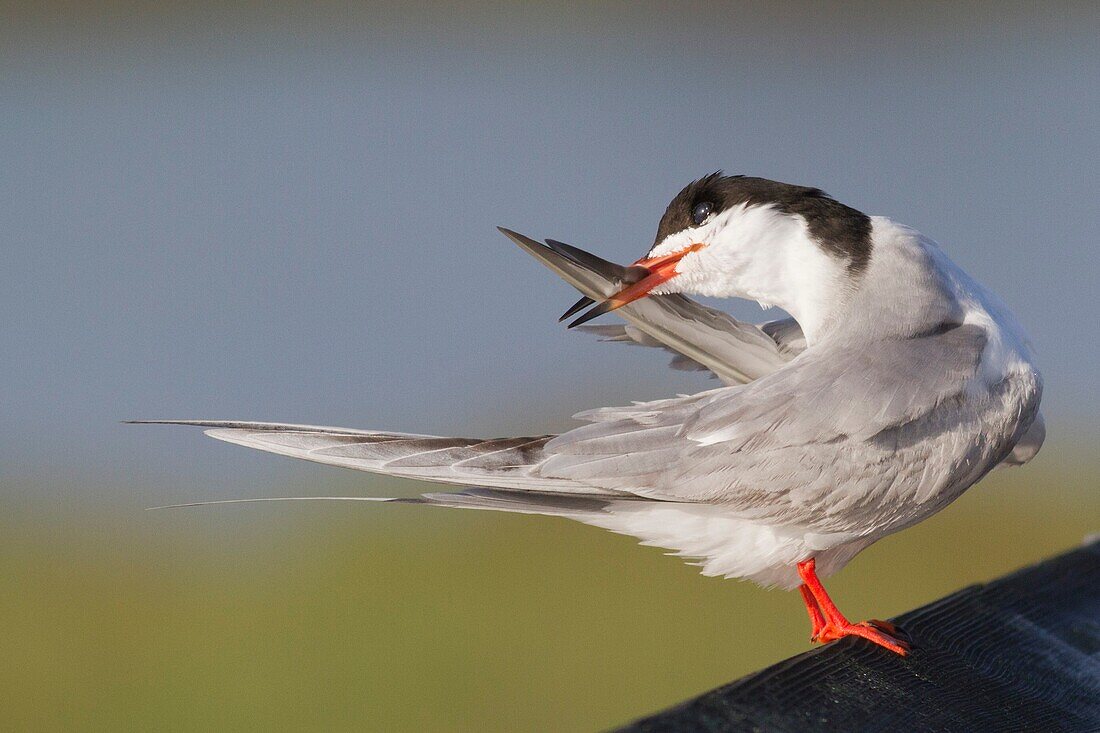 Forster´s Tern uses it´s bill to groom it´s feathers. USA.