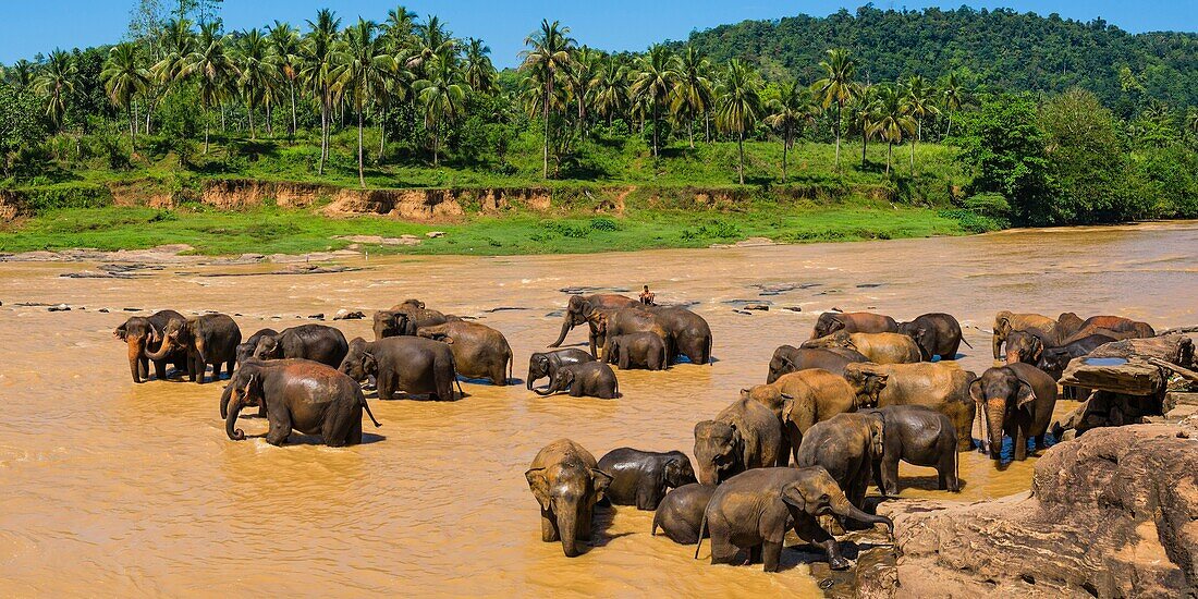 Pinnawala Elephant Orphanage, elephants in the Maha Oya River near Kegalle in the Hill Country of Sri Lanka, Asia.
