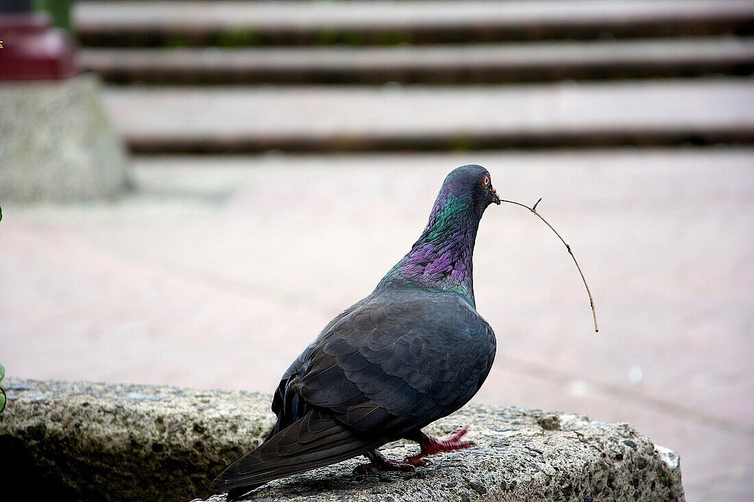 Close-up of a pigeon holding a branch in his mouth, about to fly in Plaza de la Cultura, San Jose, Costa Rica.