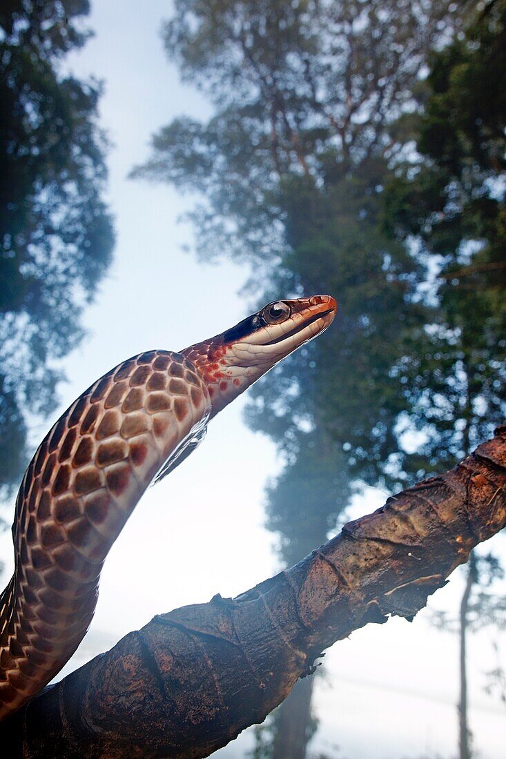 Chironius fuscus. Diurnal and crepuscular colubrid snake. Kaw mountain. French Guiana.