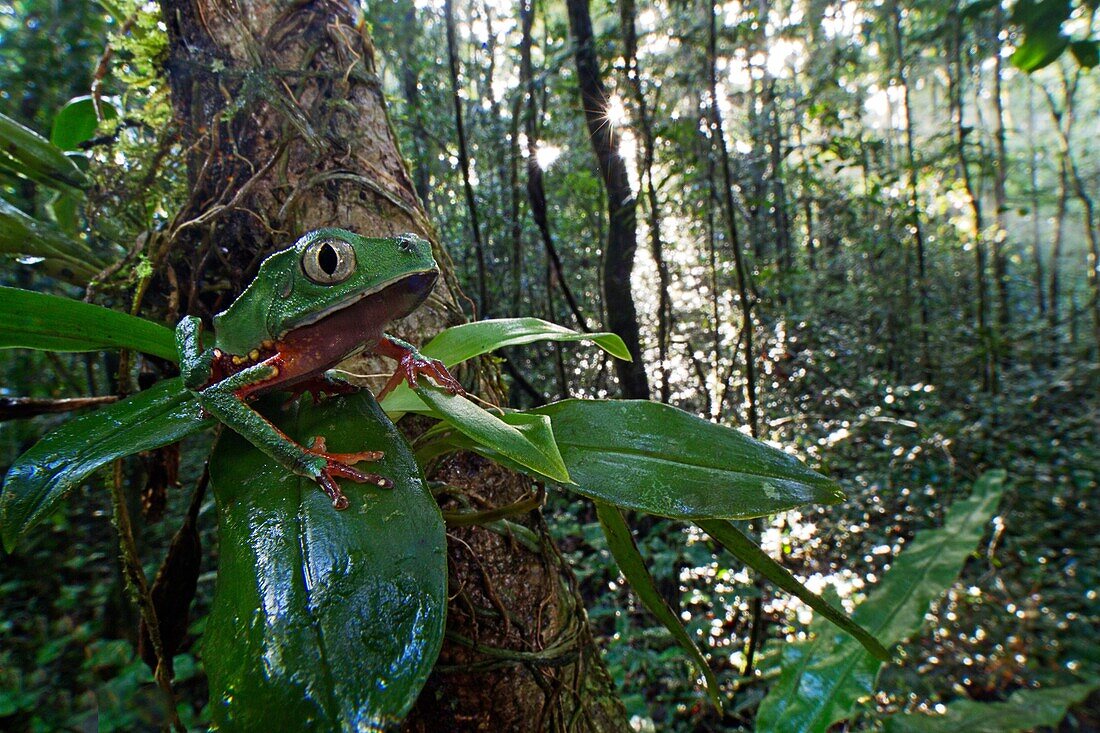 Phyllomedusa vaillanti. White-lined leaf frog on a branch, in the early morning. Forest of the Kaw mountain. French Guiana.