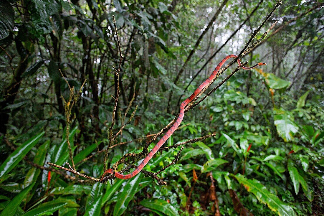 Siphlophis compressus. Opistoglyphous nocturnal tree colubrid. Totally harmless. Kaw Mountain. French Guiana.
