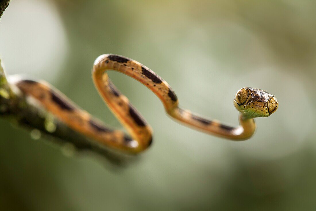 Young Imantodes cenchoa - Blunthead Tree Snake - on a low branch. French Guiana.