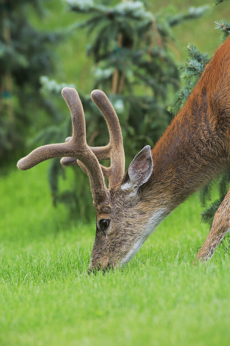 Black-tailed Deer buck (Odocoileus hemionus columbianus), north Nanaimo, Vancouver Island, British Columbia.