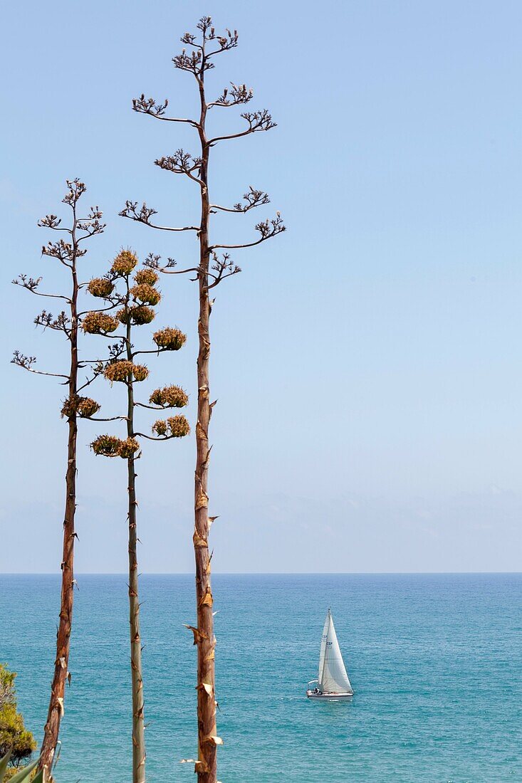 Sailboat and agaves Agave american on the coast, Oropesa, Castellon, Spain.