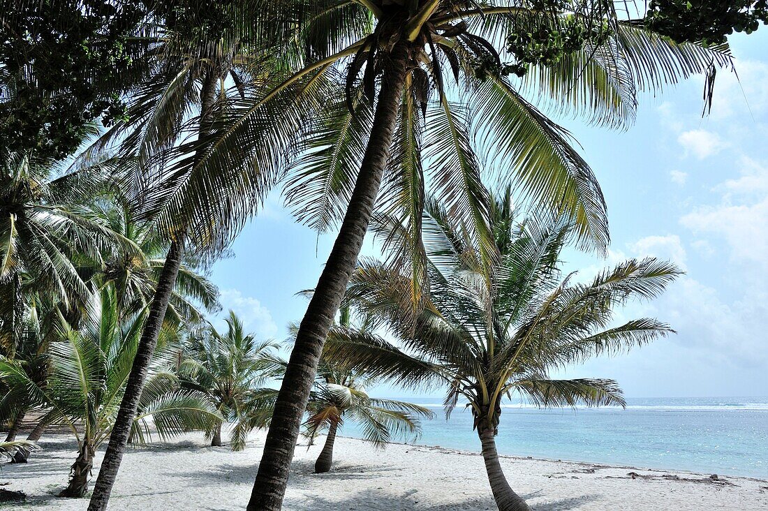Wonderful places at the Indian Ocean with sandy beach and palms, Mombasa, Kenya.