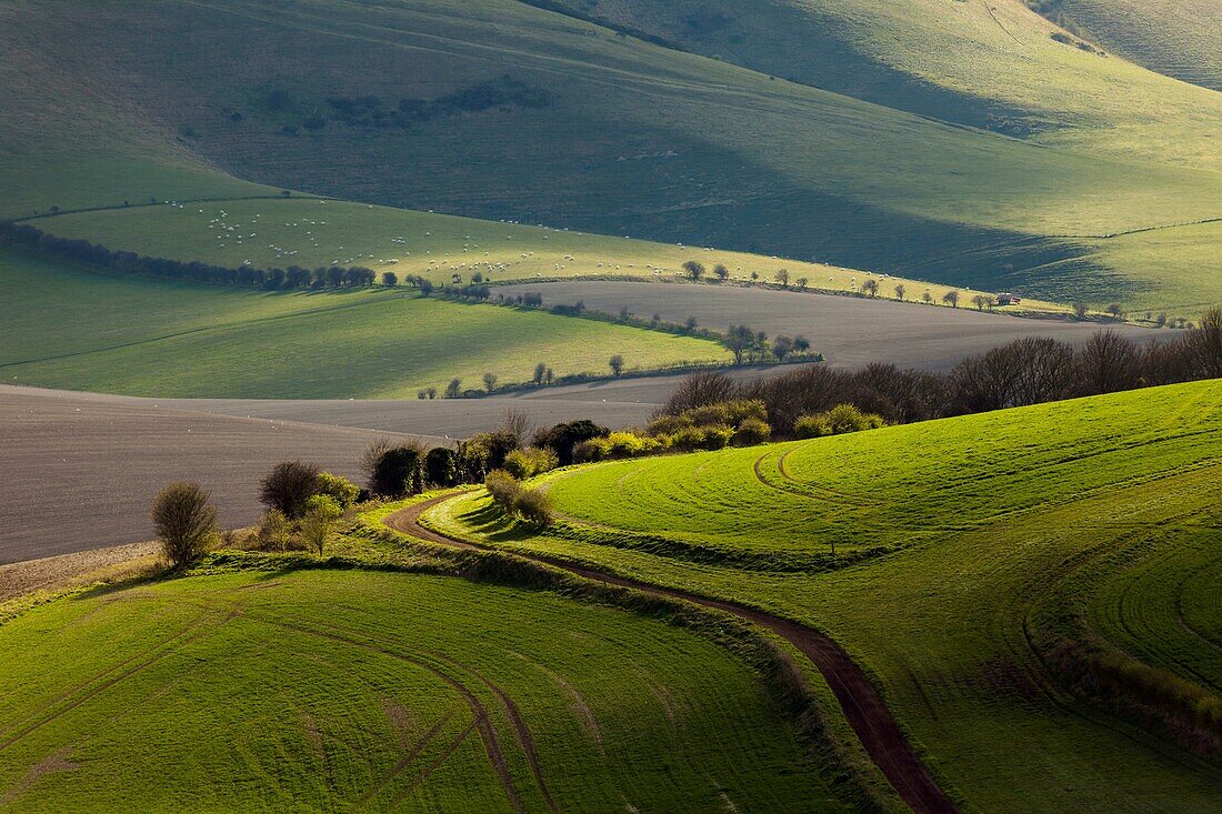 Spring afternoon in South Downs National Park, East Sussex, England.