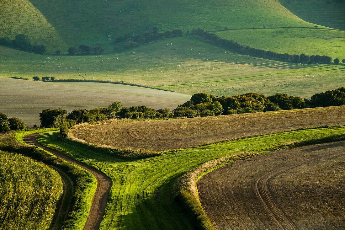 Late summer afternoon in South Downs National Park, East Sussex, England.