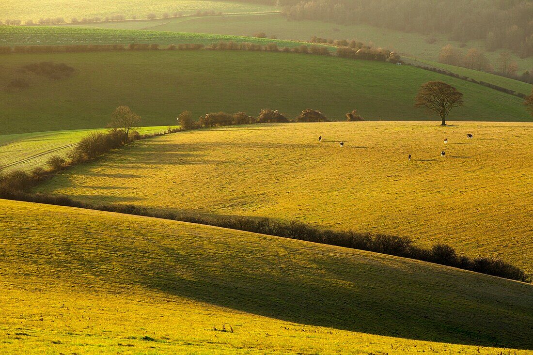 Winter morning in the South Downs National Park near Brighton, East Sussex, England.