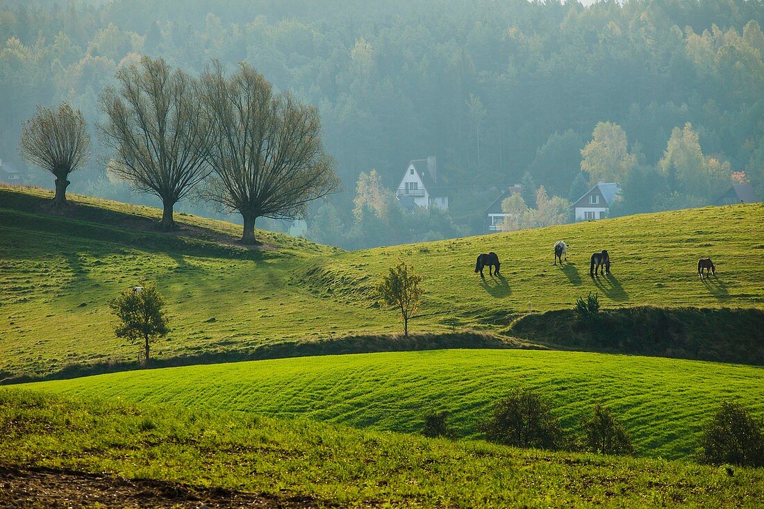 Early morning in Kashubian Landscape Park near Ramleje, pomorskie province, Poland.