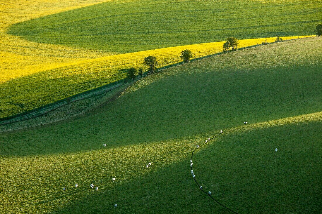 Spring morning in South Downs National Park near Brighton, East Sussex, England.